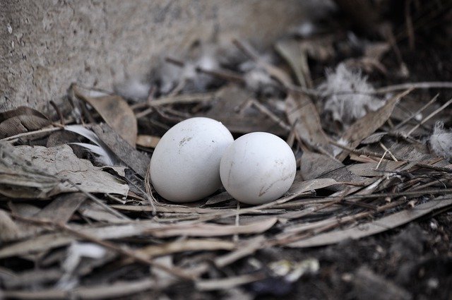 two white eggs in a nest